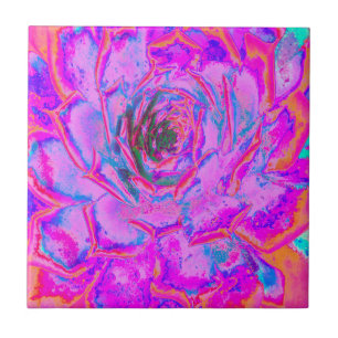 Carreau Rosette de Sedum Succulent Violet et Magenta
