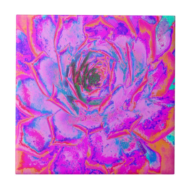 Carreau Rosette de Sedum Succulent Violet et Magenta (Devant)