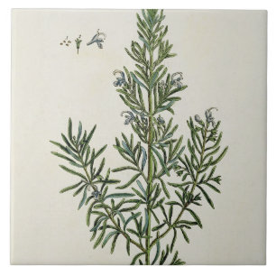 Carreau Rosmarinus Officinalis, "d'un de fines herbes