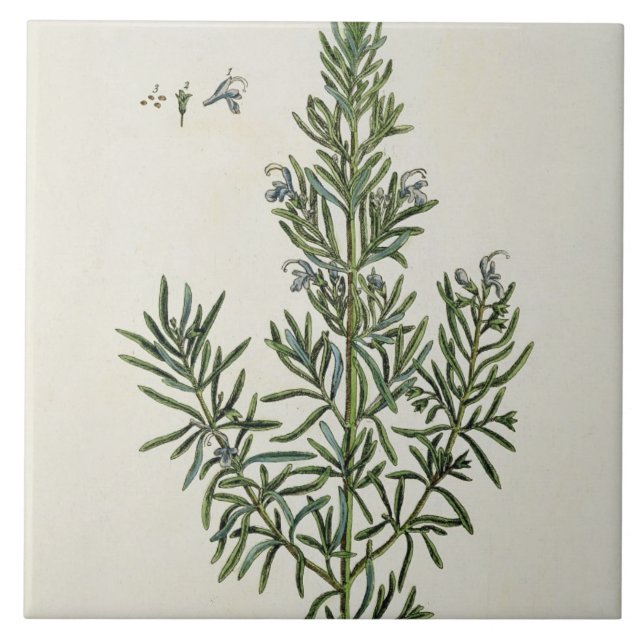 Carreau Rosmarinus Officinalis, "d'un de fines herbes (Devant)