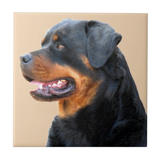 Carreau Rottweiler (Devant)