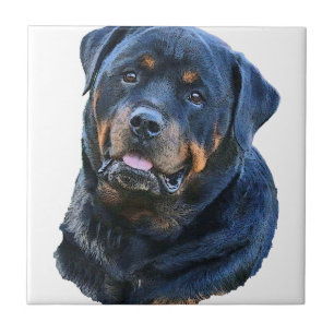 Carreau Rottweiler