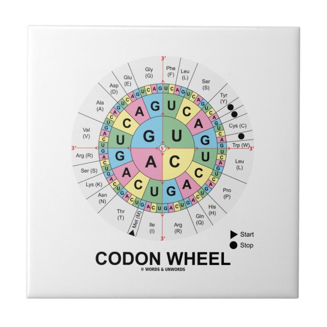 Carreau Roue de codon (acides aminés de codons d'ARN) (Devant)