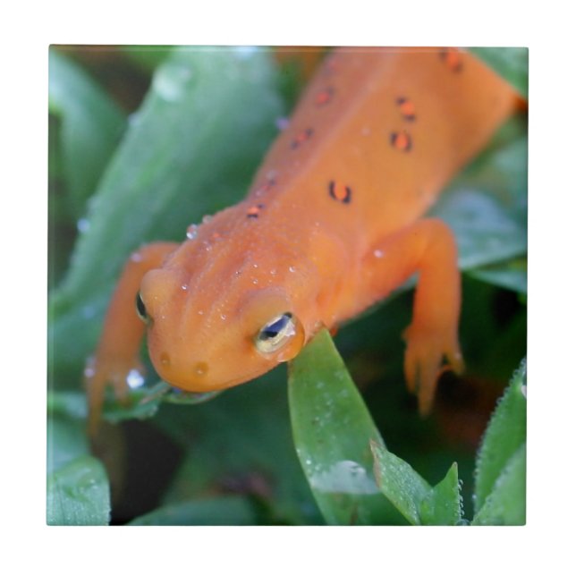 Carreau Rouge Eft Orange Salamander Nature (Devant)