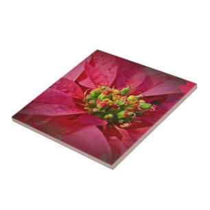 Carreau Rouge Poinsettia - Noël