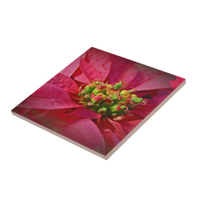 Carreau Rouge Poinsettia - Noël (Côté)