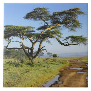 Carreau Route de terre primitive et acacia, lac Nakuru