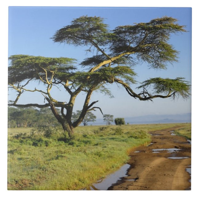 Carreau Route de terre primitive et acacia, lac Nakuru (Devant)