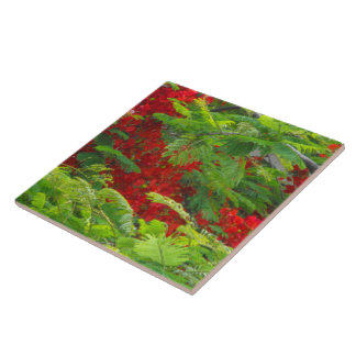 Carreau Royal Poinciana