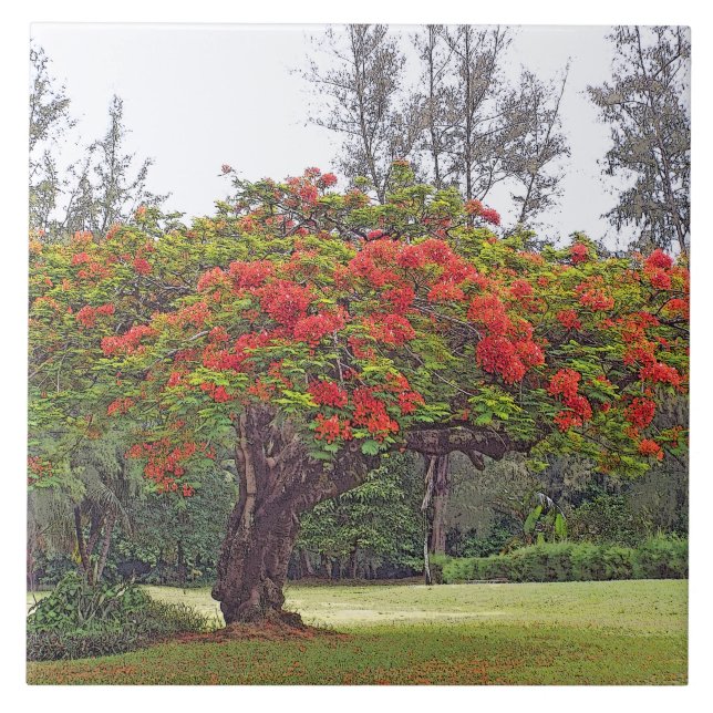 CARREAU "ROYAL POINCIANA TREE"/BLOSSOMS ROUGES (Devant)