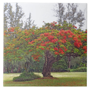 CARREAU "ROYAL POINCIANA TREE"/TILE CÉRAMIQUE/TRIVET