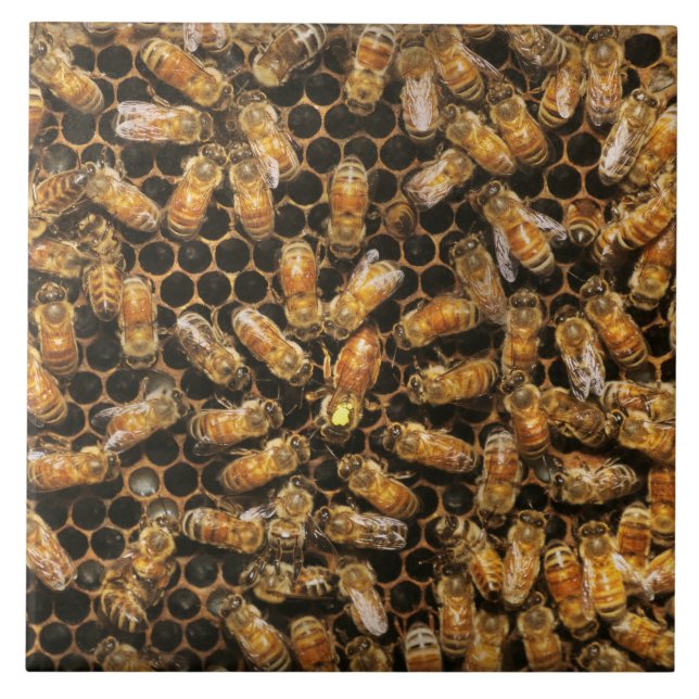 Carreau Rucher - Abeille - Salut à la reine (Devant)