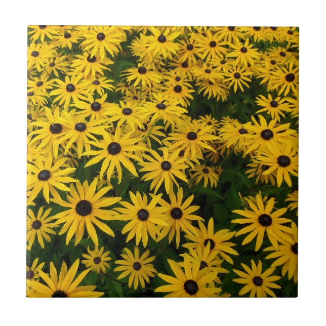 Carreau Rudbeckia Hirta (Susans aux yeux noirs) (Devant)