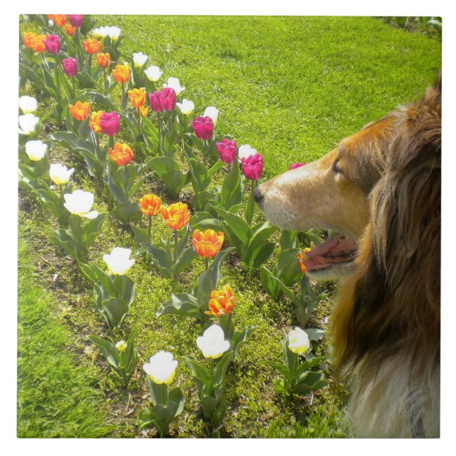 Carreau Sable Collie N Tulips Tile Trivet (Devant)