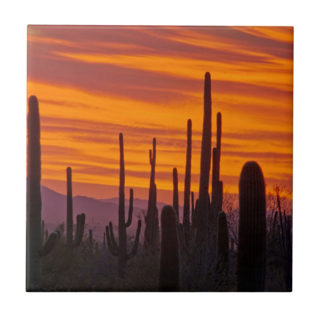 Carreau Saguaro, coucher de soleil, Parc national de Sagua (Devant)