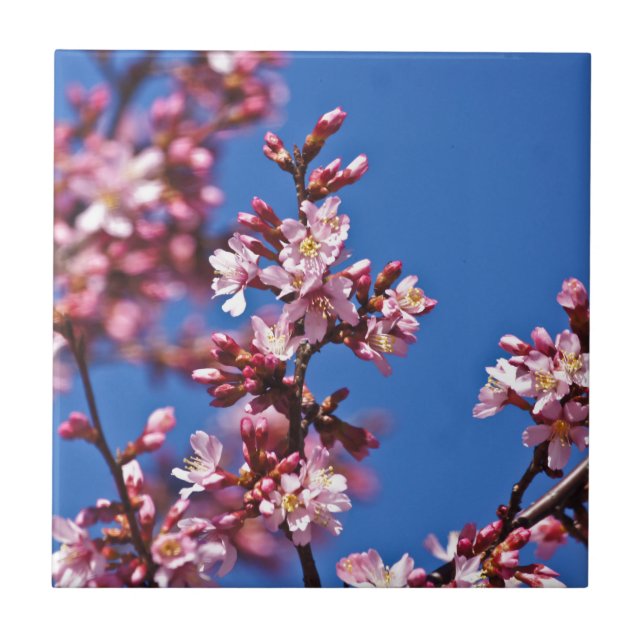 Carreau Sakura Cerisiers en Fleur Touchant le Bleu (Devant)