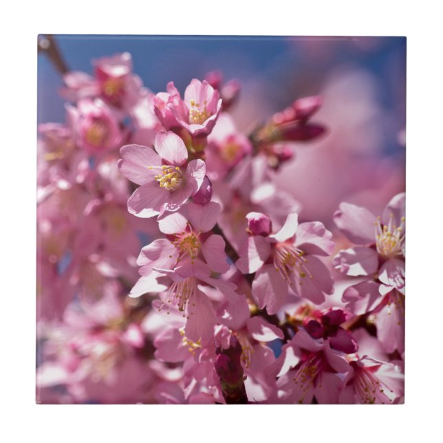 Carreau Sakura Cherry Blossoms embrassés par Sunlight (Devant)