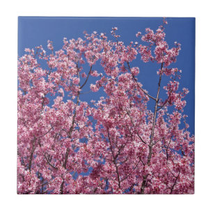 Carreau Sakura Cherry Fleurit Dans Le Bleu