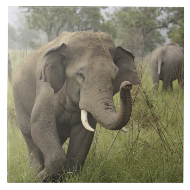 Carreau Salutation de l'éléphant d'Asie indien (Devant)