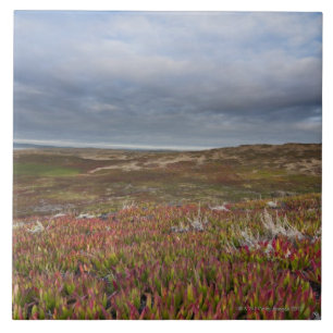 Carreau San Francisco du nord ressortissant de Reyes de 2