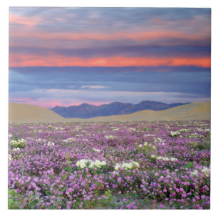 Carreau Sand Verbena et fleurs sauvages de Dune Primrose a