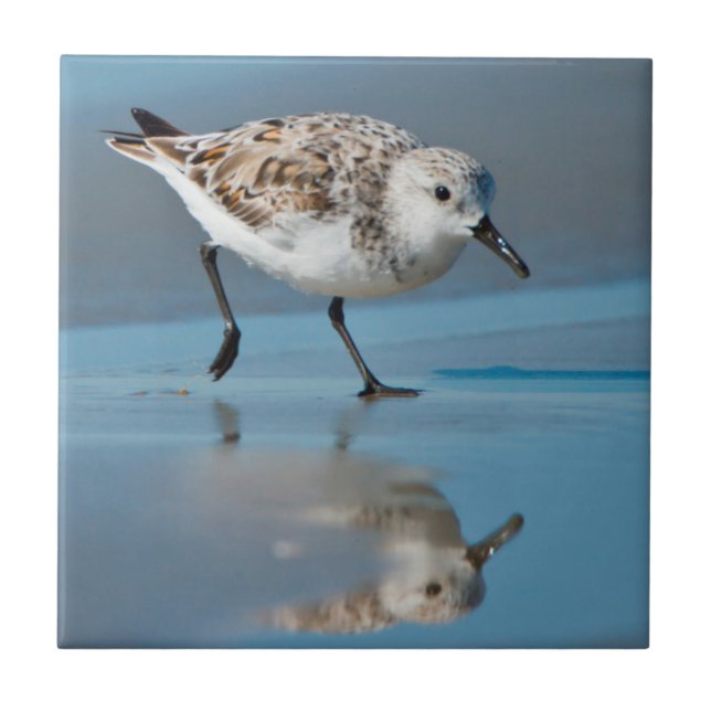 Carreau Sanderling (Calidris Albe) Alimentation Sur La Pla (Devant)