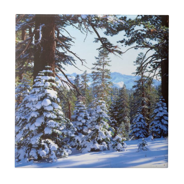Carreau Sapins rouges enneigés dans la High Sierra 2 (Devant)