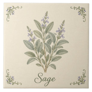 Carreau Sauge Violette Botanique de Cuisine Herbe Ancienne