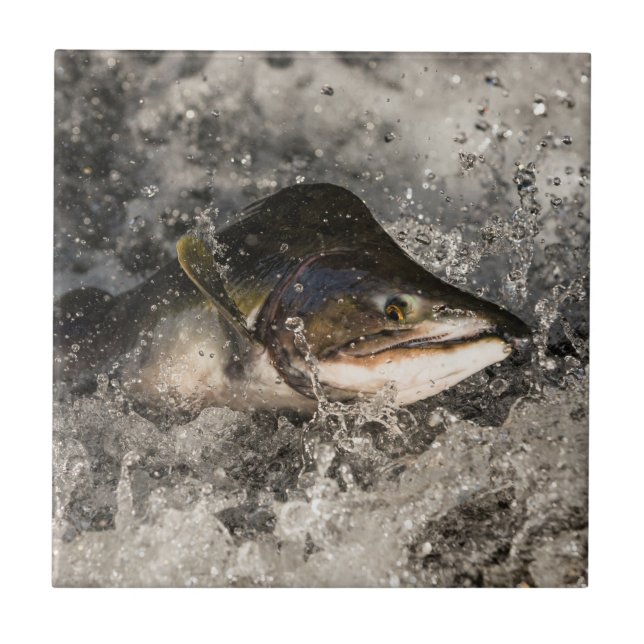 Carreau Saumon de saut (Devant)