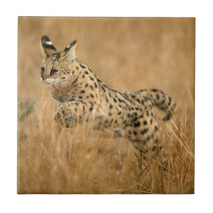 Carreau Saut Serval (Leptailurus Serval)