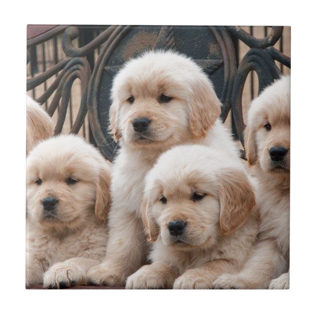 Carreau Sautez ! Chiots (Devant)