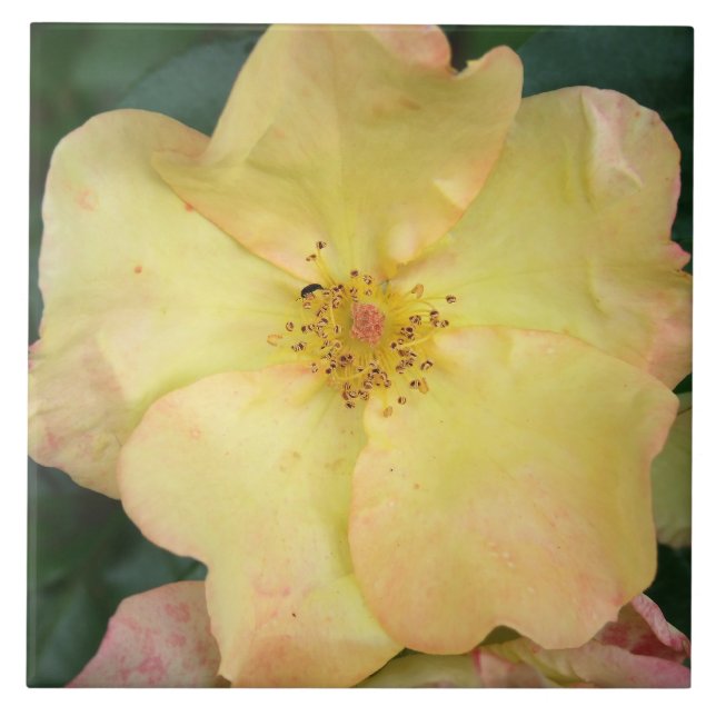 Carreau Sauvage s'est levé (Devant)