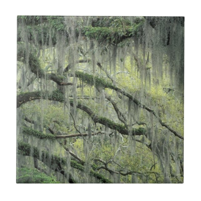 Carreau Savannah, Géorgie, arbre de chêne vivant drapé de (Devant)