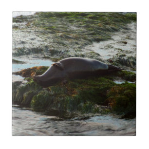 Carreau Sceau du port de Sunset Lit II à San Diego