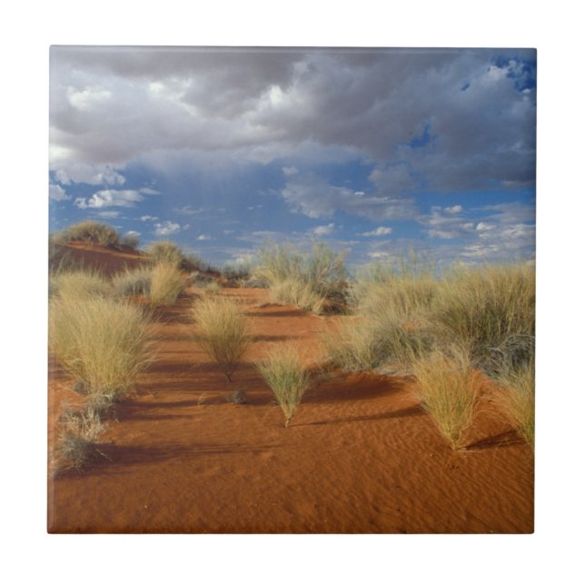 Carreau Scène du désert du Kalahari, Kgalagadi Transfronti (Devant)
