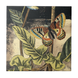 Carreau Scène foncée de nature par le studio de vision