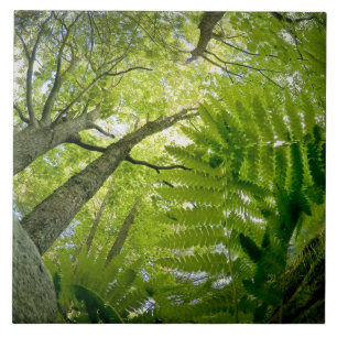 Carreau Scène forestière dans le parc national Acadia, M