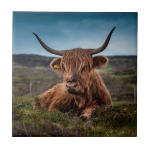 Carreau Scottish Highland Cow Longhorn Bull Rancher