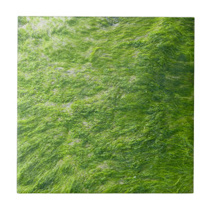 Carreau Sea Moss Green Nature Plage d'herbe Nautique