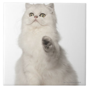 Carreau Séance de chat persan