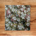 Carreau Sedum Spathulifolium Succulents Floral<br><div class="desc">Pour les fans de Stonecrop ! Carrelage en céramique qui présente une photo des plantes succulents minuscules de Sedum spathulifolium. Un joli design floral ! Sélectionnez votre taille de tuile. Fais un joli trivet de cuisine !</div>