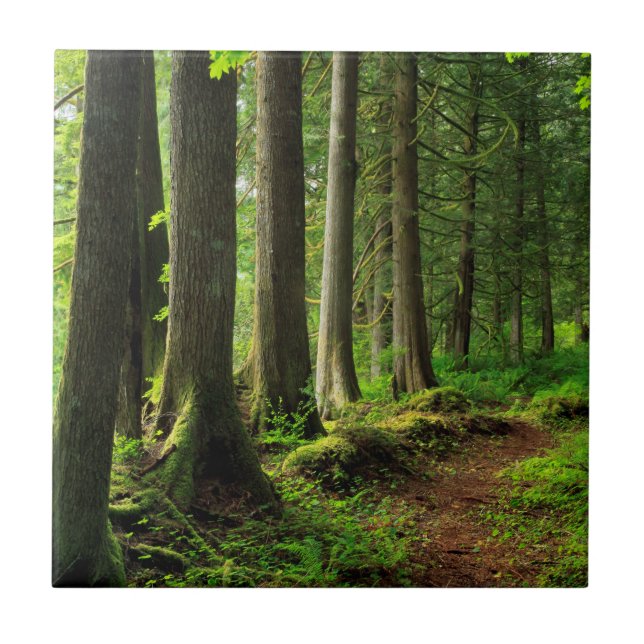 Carreau Sentier de la forêt verte Scénique (Devant)