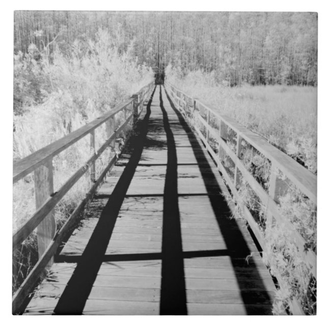 Carreau Sentier de la réserve de Corkscrew Swamp, Floride, (Devant)
