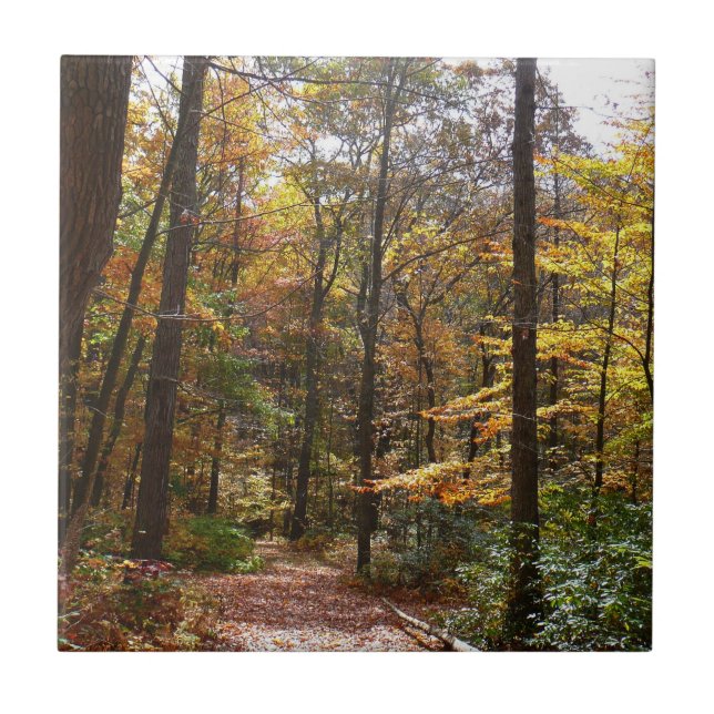 Carreau Sentier ensoleillé d'automne dans le parc d'État d (Devant)