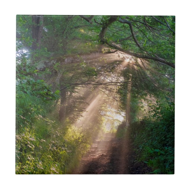 Carreau sentier forestier (Devant)