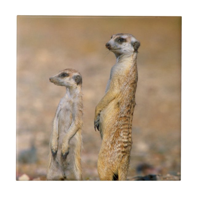 Carreau Sentinelles de suricates (Suricata suricatta), Kar (Devant)