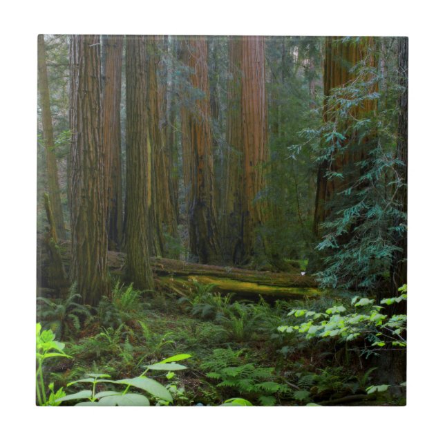 Carreau Séquoias de Muir Woods National Monument (Devant)