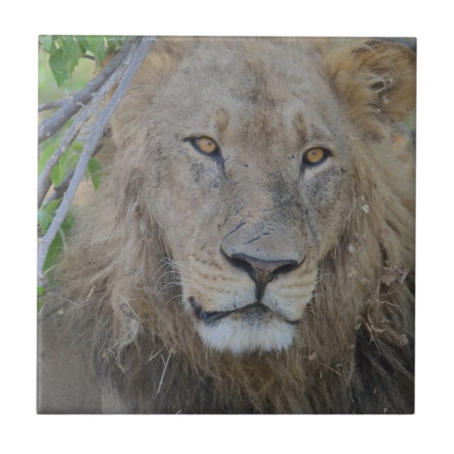Carreau Sérieux Lion Stare (Devant)