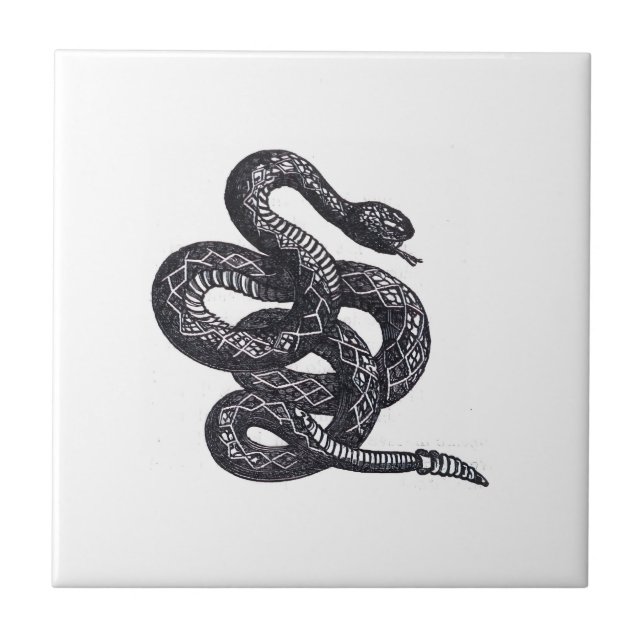 Carreau Serpent Crotalus Cascavella (Vipère à Piton Venime (Devant)
