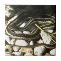 Serpent de jarretière sur des roches
